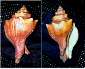 Rare  conch with double mouth..( One piece available)